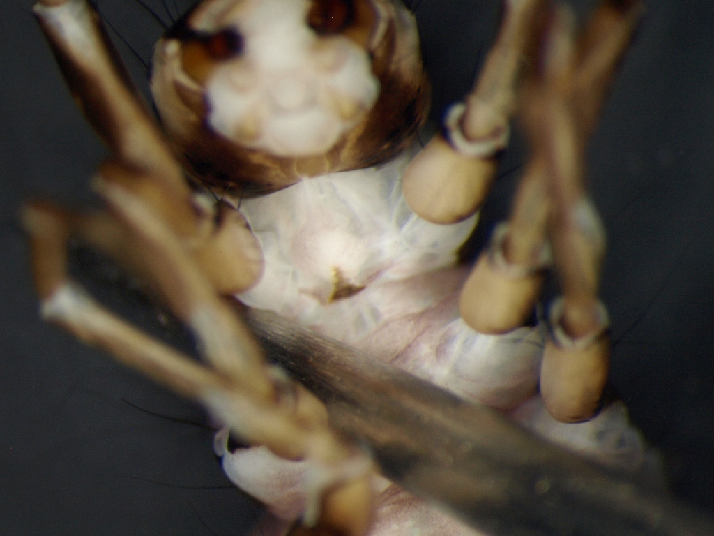 Agrypnia pagetana